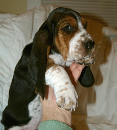 Prod�m kr�sn� �t��ata baseta