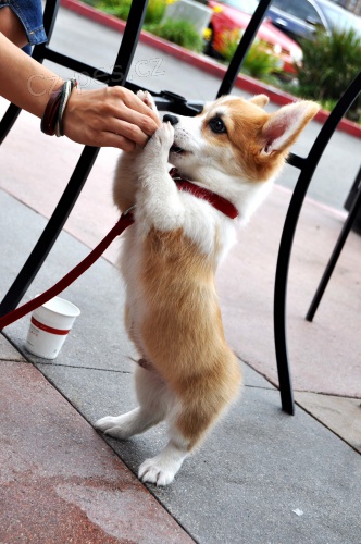 Prod�m �t��ata Corgi