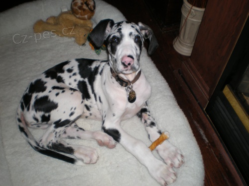 Prod�m �t�n� n�meck� dogy