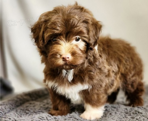 Havanese �t��ata na prodej