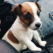 Prod�m miniaturn� �t�n� Jacka Russella