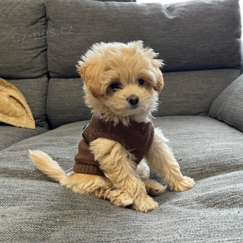 Prod�m �t��ata Maltipoo