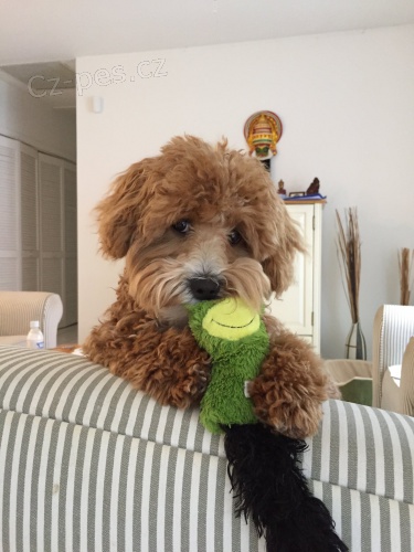 Prod�m �t��ata pudla