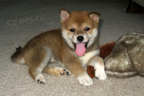 �t�n� Shiba Inu k adopci