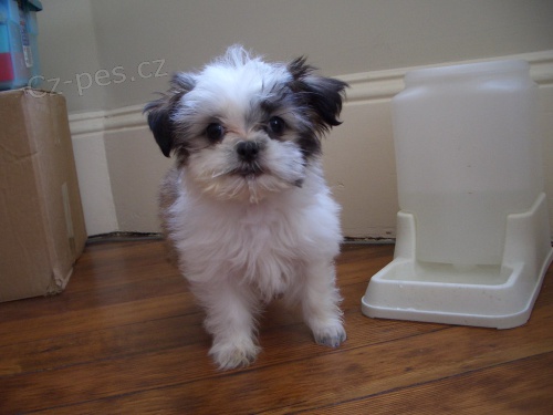 �t��ata Shih Tzu p�ipravena k prodeji
