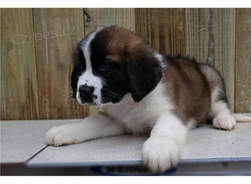 �t�n� svat�ho Bernarda k adopci