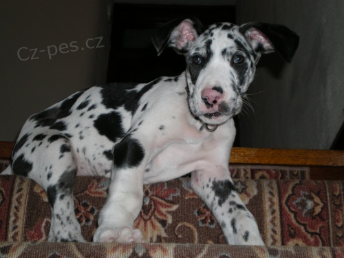 Prod�m �t��ata n�meck� dogy