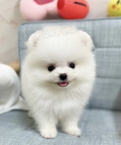 Prod�m �t��ata n�meck� dogy