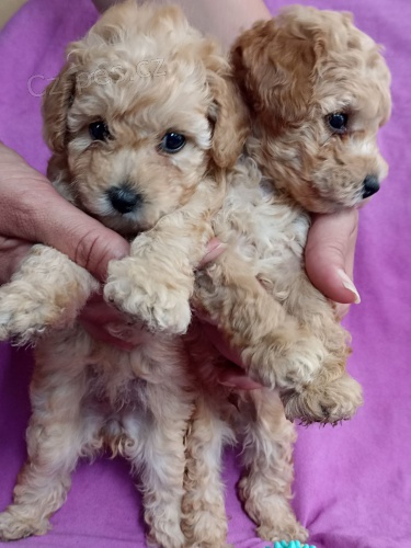 Toy pudl �t��ata