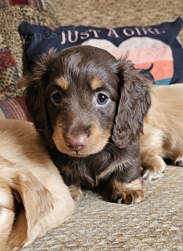 Prod�m kr�sn� �t��ata dlouhosrst�ho trpasli��ho jezev��ka.