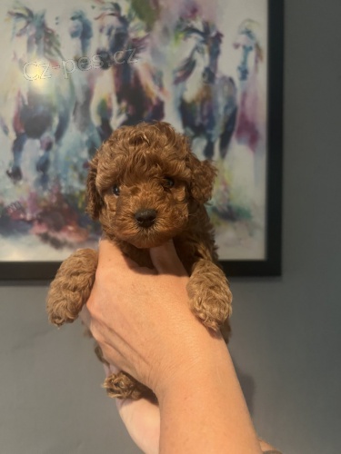 Toy �t��ata pudla k adopci.