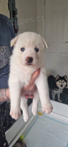 Prod�m �t��ata Pomskies (k��enec sibi�sk� husky a pomeranian)