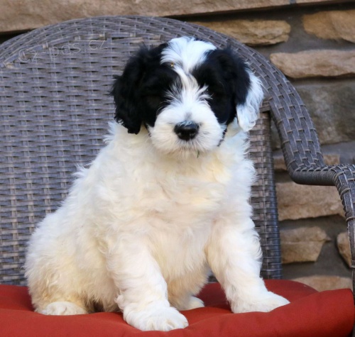 mini �t��ata portugalsk�ho vodn�ho psa k adopci