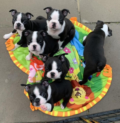 Prod�m �t��ata bostonsk�ho teri�ra