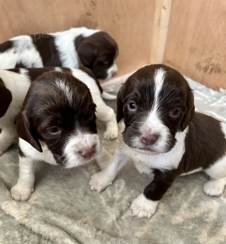 Prod�m �t��ata anglick�ho �pringr�pan�la.