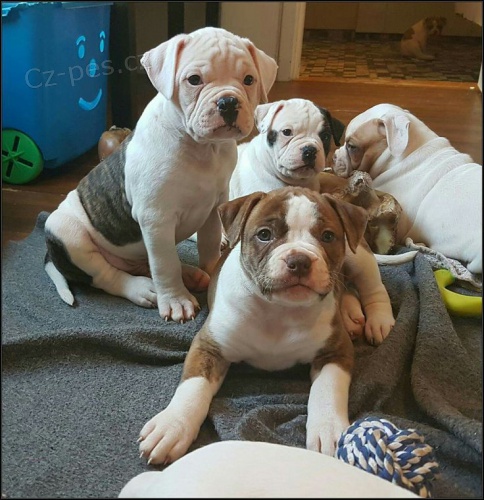 Prod�m �t��ata americk�ho buldoka.