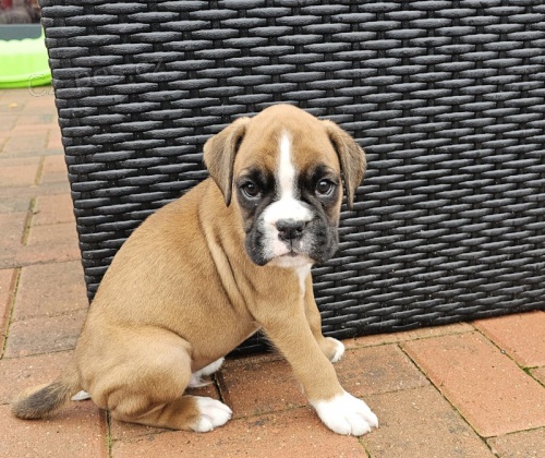 Prod�m �t��ata n�meck�ho boxera.