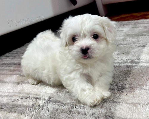 Prod�m �t��ata bi�onka.