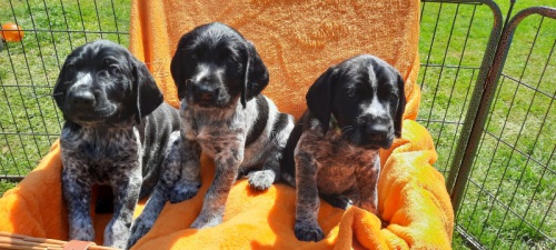 Prod�m �t��ata n�meck�ho kr�tkosrst�ho oha�e