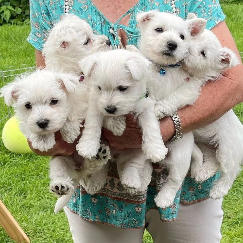 Prod�m mini mini �t��ata West Highland White Terriers