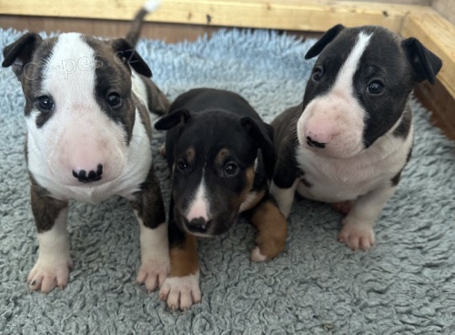 Prod�m �t��ata anglick�ho bulteri�ra.