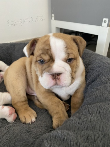 Prod�m �t��ata anglick�ho buldo�ka