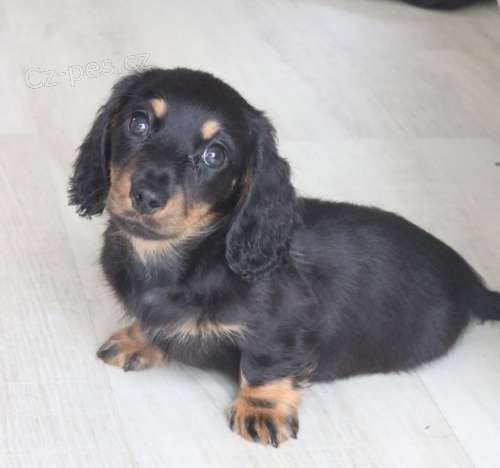 Dlouhosrst� �t��ata miniaturn�ho jezev��ka