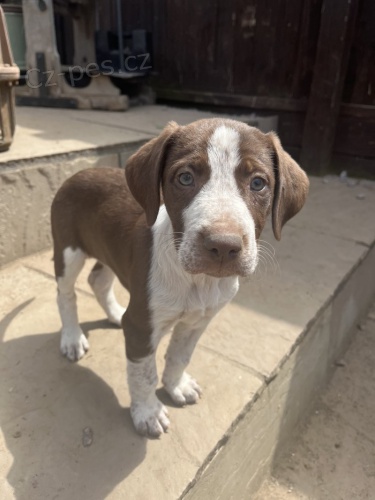 �t��ata n�meck�ho kr�tkosrst�ho oha�e