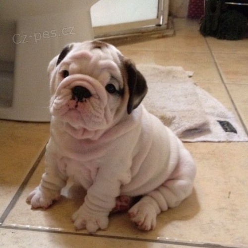 Prod�m �t��ata anglick�ho buldo�ka MINI