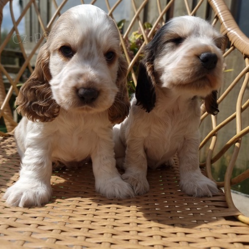 Prod�m �t��ata ANGLICK�HO kokr�pan�la.