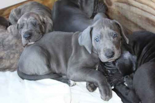 Prod�m �t��ata n�meck� dogy