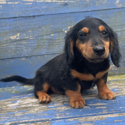 Prod�m �t��ata jezev��ka dlouhosrst�ho kr�l�ka.