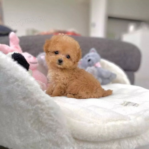 �t��ata toy pudla k adopci.