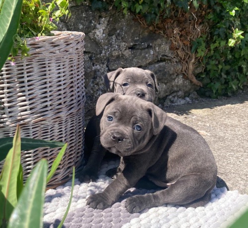 Prod�m �t��ata staford��rsk�ho bulteri�ra.