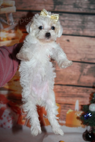 Prod�m �t��ata SCHNOOODLES MINI.