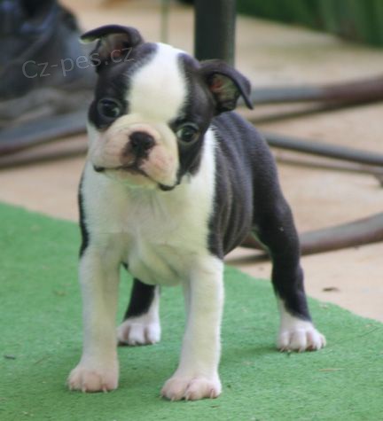 Prod�m �t��ata bostonsk�ho teri�ra