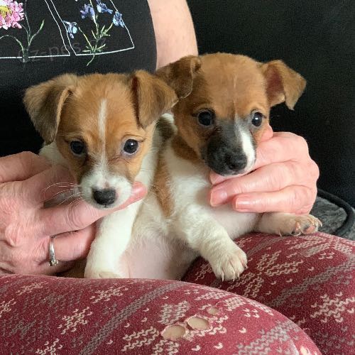 Prod�m �t��ata jack russella.