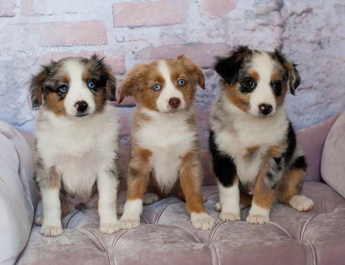 Prod�m �t��ata australsk�ho ov��ka