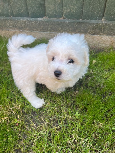 �t��ata bi�onka jsou k dispozici a p�ipravena k prodeji.