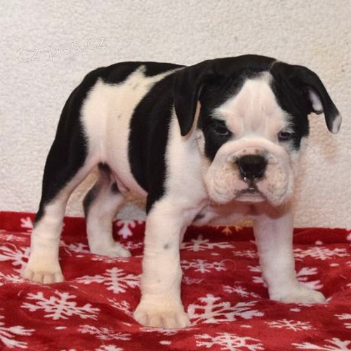 Prod�m �t��ata anglick�ho buldo�ka