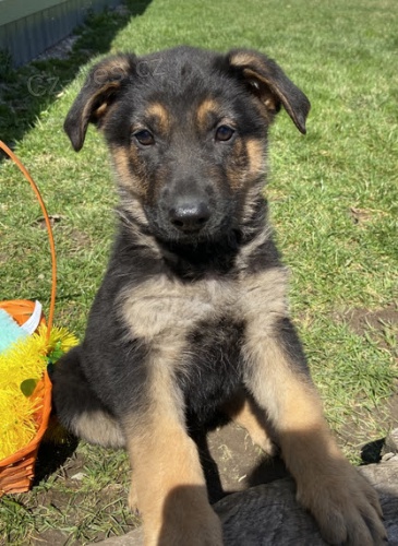 Prod�m �t��ata n�meck�ho ov��ka