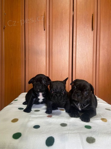 Francouzsk� buldo�ek