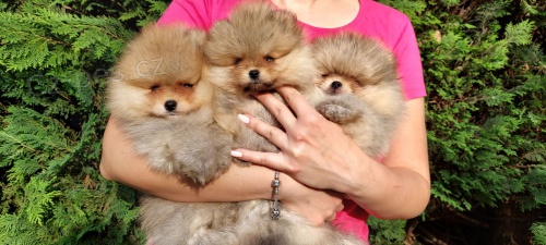 Pomo�any �t��ata BOO �istokrevn�