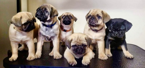 Prod�m kr�sn� b�ov� a �ern� o�kovan� �t��ata mopse