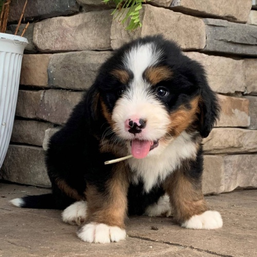 Prod�m zdrav� a o�kovan� mini �t��ata Bernedoodle.