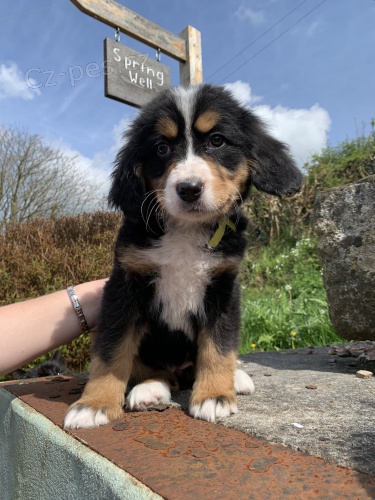 Prod�m �t��ata bernsk�ho sala�nick�ho psa.