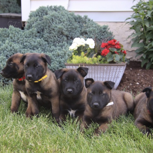 Prod�m zdrav� �t��ata belgick�ho malinoise.
