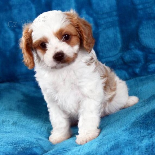 Prod�m o�kovan� a od�erven� �t��ata Cavapoo mini.