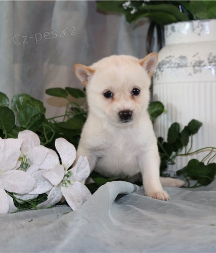 �t��ata shiba inu