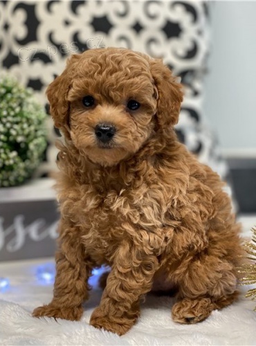 pudl, hra�ka pro �t�n�